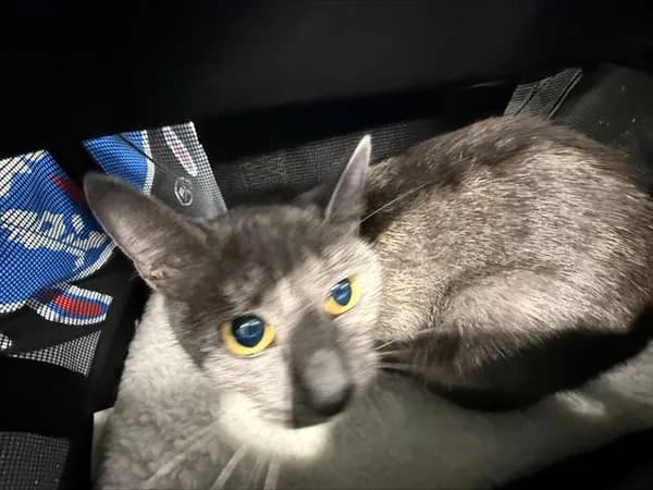 Marli - Domestic Shorthair