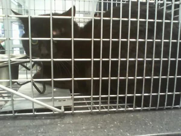 Unnamed - Domestic Shorthair