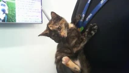Lorena - Domestic Shorthair