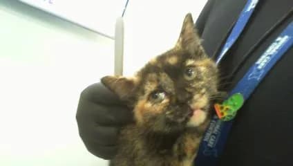 Lana - Domestic Shorthair