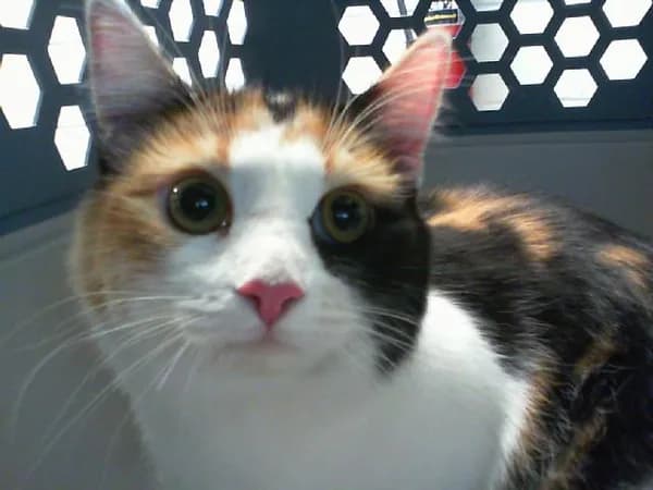 Milani - Domestic Mediumhair