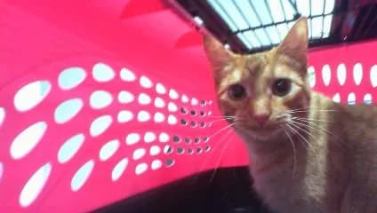 Bella - Domestic Shorthair