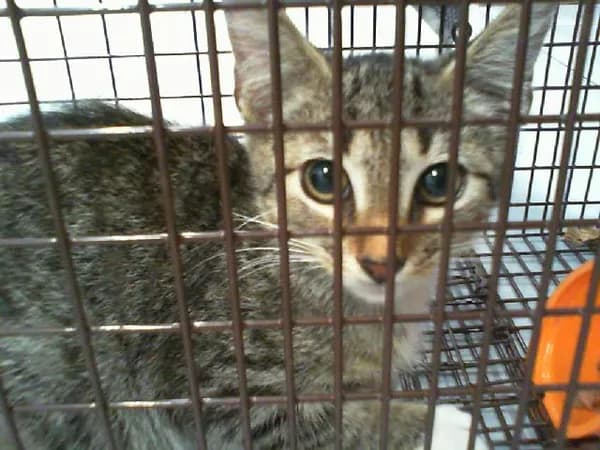 Toph - Domestic Shorthair