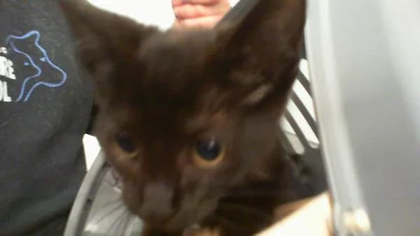 Unnamed - Domestic Shorthair