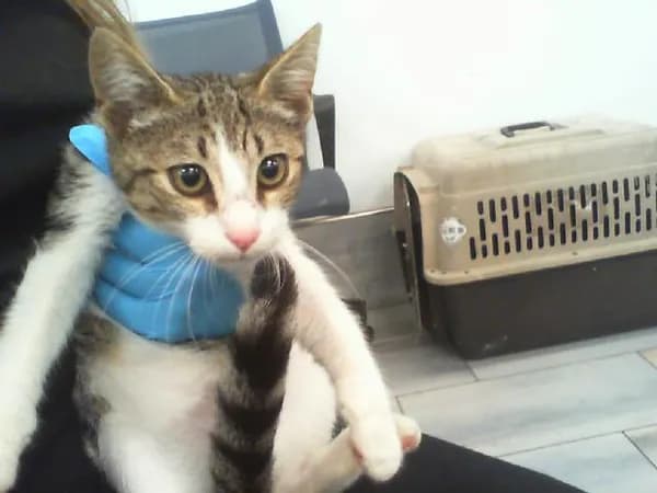 Unnamed - Domestic Shorthair