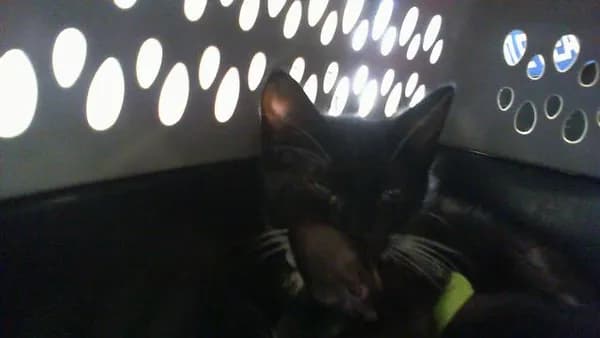 Unnamed - Domestic Shorthair