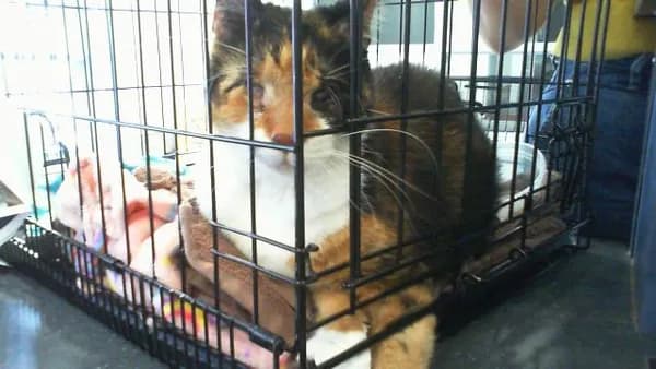 Unnamed - Domestic Shorthair