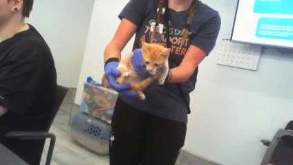 Unnamed - Domestic Shorthair