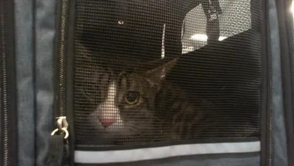 Nico - Domestic Shorthair
