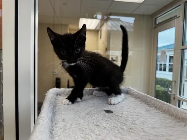 Alice - Domestic Shorthair