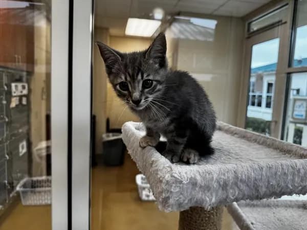 Miss Sandy Pants - Domestic Shorthair