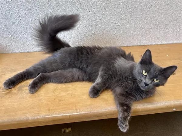 Willow Jinx - Domestic Longhair