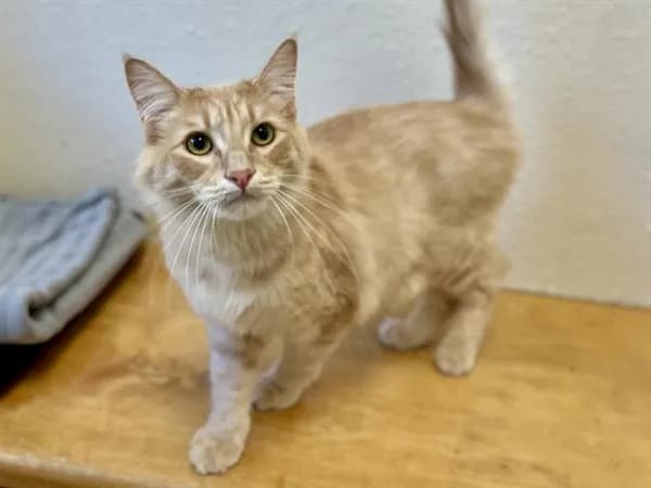Golden - Domestic Mediumhair