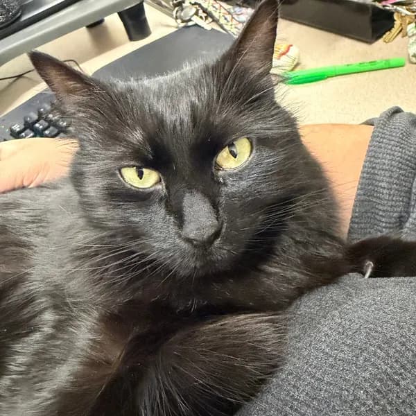 Hestu - Domestic Shorthair / Mix