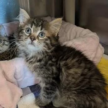 Midnight Snack-tiny Spirit Kitten - Domestic Shorthair