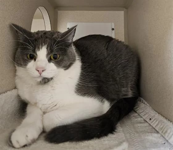 Kity - Domestic Shorthair