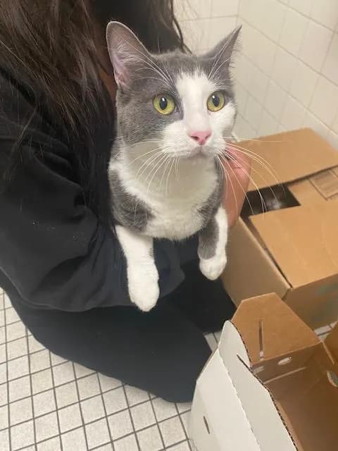 Apollo - Domestic Shorthair