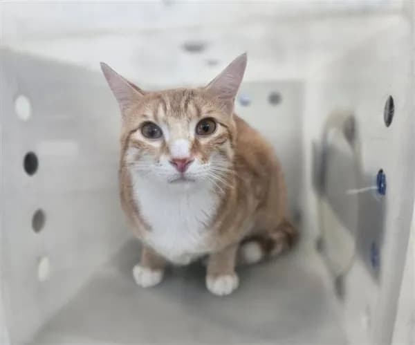 Cheeto - Domestic Shorthair mix