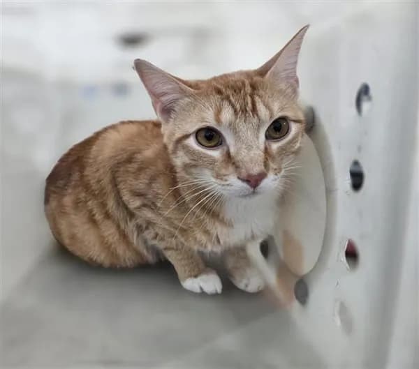 Mango - Domestic Shorthair mix