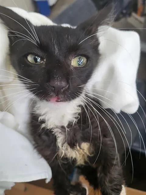 Espresso - Domestic Longhair