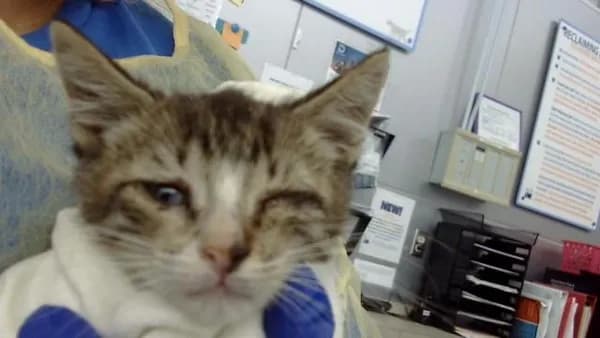 Americano - Domestic Longhair