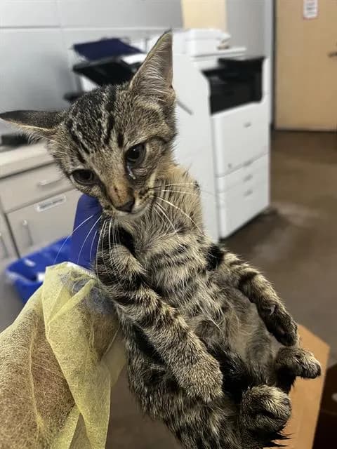 Arnold - Domestic Mediumhair