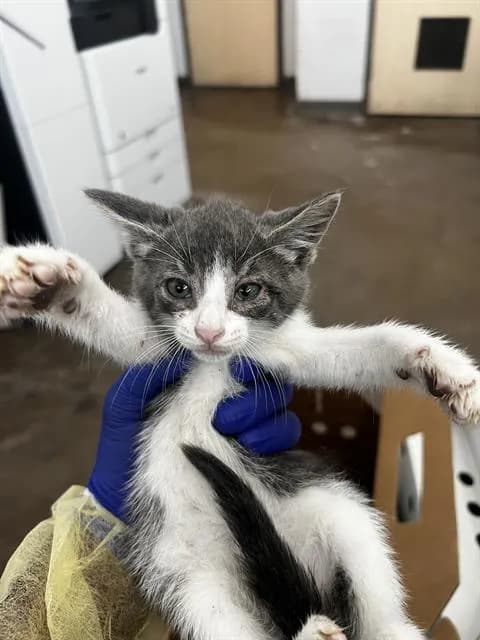 Rummie - Domestic Mediumhair