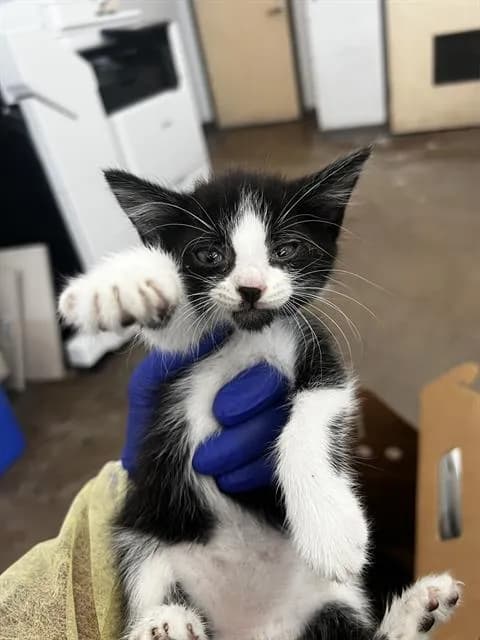 Chai - Domestic Mediumhair