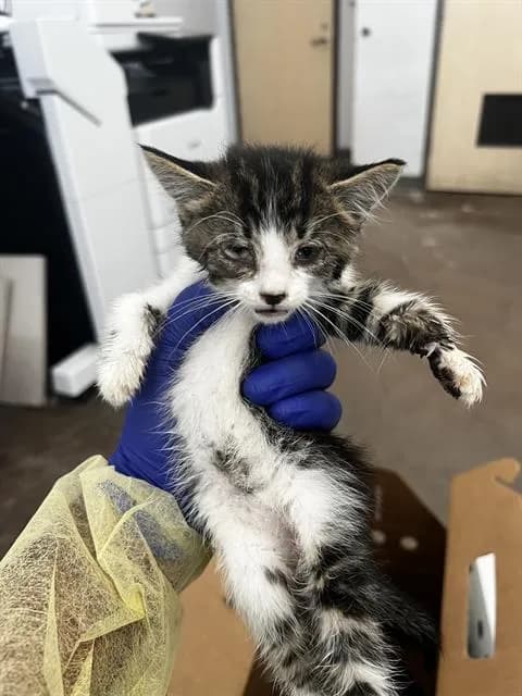 Julio - Domestic Mediumhair