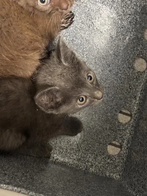 Shadow - Domestic Shorthair