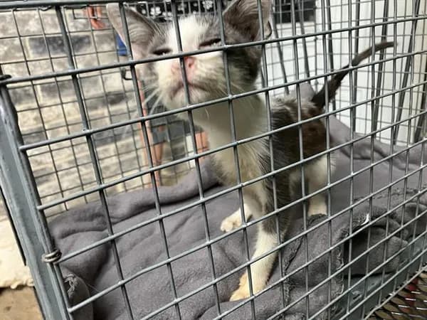 Jalen - Domestic Shorthair