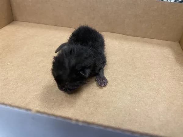 Luna - Domestic Shorthair