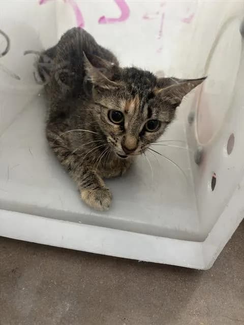 Chloe - Domestic Shorthair