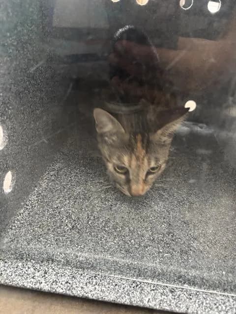 Daisy - Domestic Shorthair