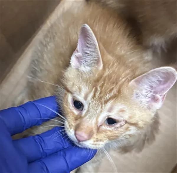 Steve - Domestic Shorthair