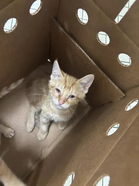 Marble - Domestic Shorthair