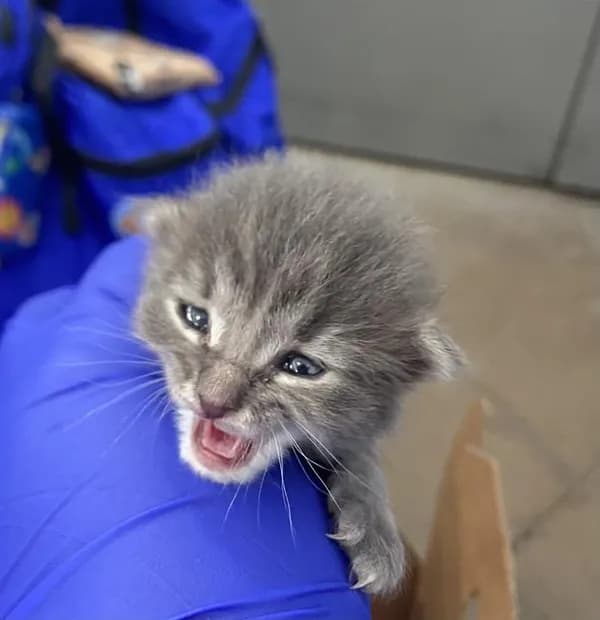 Milagro - Domestic Shorthair