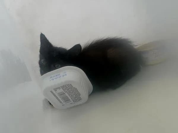 July - Domestic Shorthair