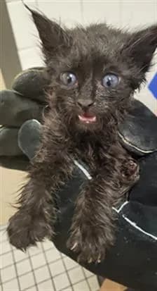 Freedom - Domestic Mediumhair
