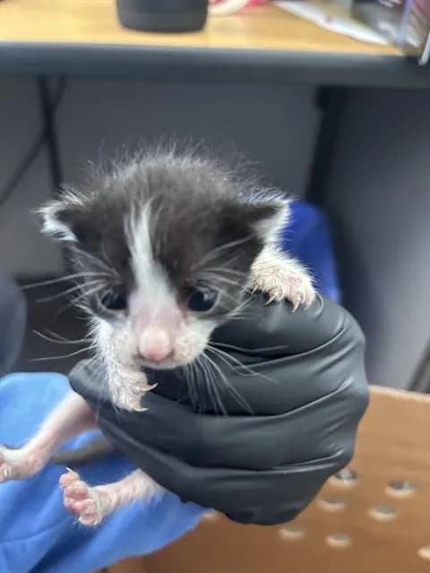 Star - Domestic Shorthair