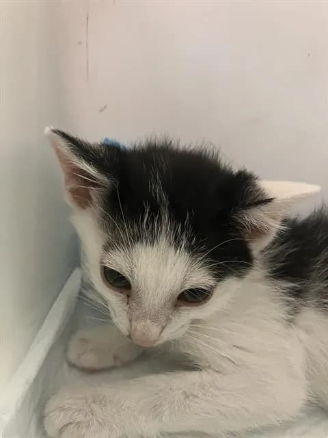 Banjo - Domestic Shorthair