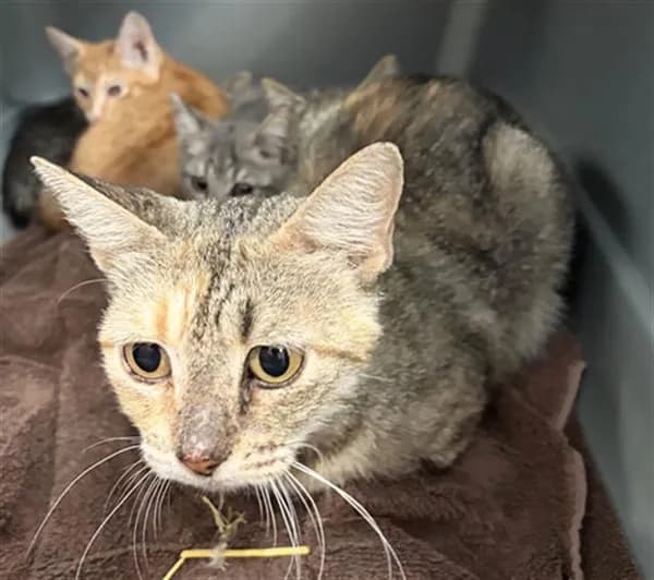 Fifona - Domestic Shorthair