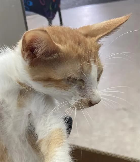 Fozzy - Domestic Shorthair