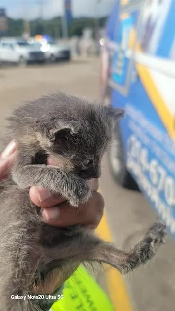 Grey - American Curl Longhair