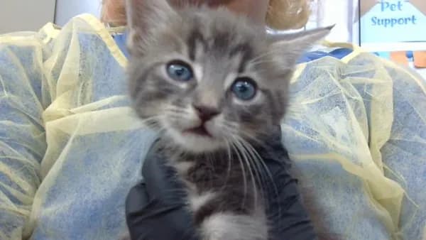 Carl - Domestic Longhair