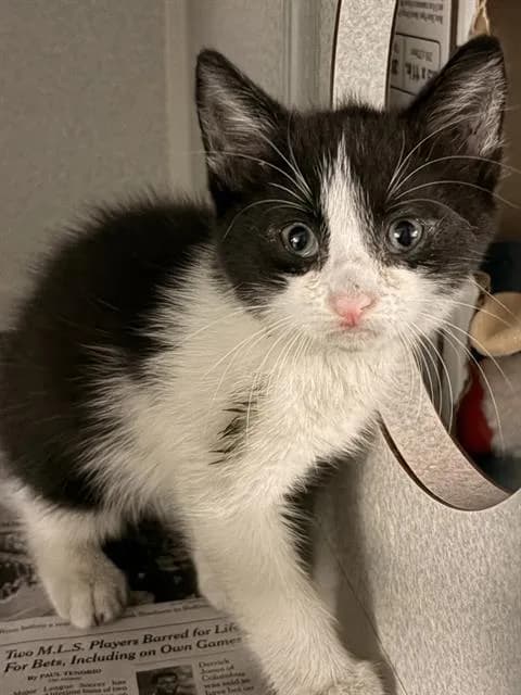 Sami - Domestic Shorthair
