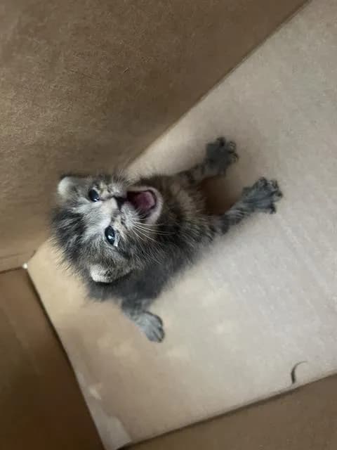 Tims - Domestic Shorthair