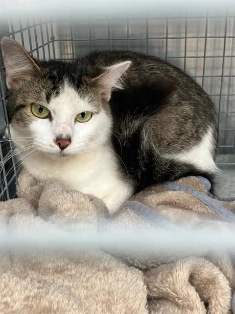Fluffy - Domestic Shorthair