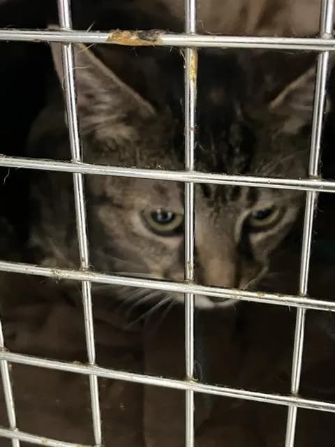 Nora - Domestic Shorthair