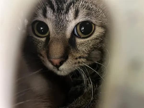 Charlie - Domestic Shorthair